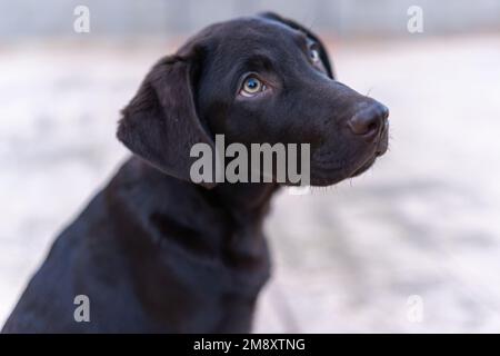 High angle of adorable black Labrador Retriever with brown eyes looking up while sitting on blurred background Stock Photo