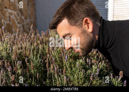 Side view of bearded man leaning forward with closed eyes and sniffing blossoming bush with flowers on sunny day Stock Photo