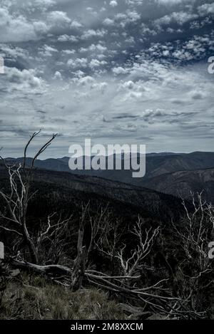 View Over Devils Hollow to Mount Hotham. Taken from the King Spur Track while hiking the McMillans Walking Track. Stock Photo