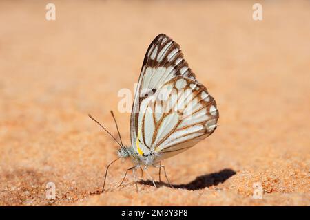 A brown-veined white (Belenois aurota) butterfly sitting on sand, South Africa Stock Photo