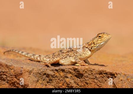 Ground agama (Agama aculeata) sitting on a rock, South Africa Stock Photo