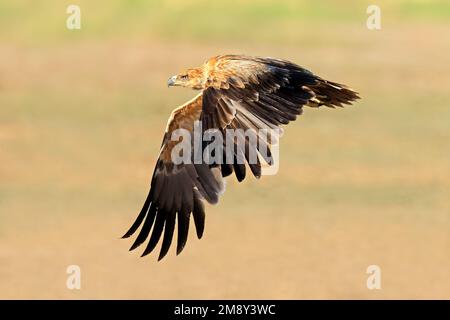 A tawny eagle (Aquila rapax) in flight with open wings, South Africa Stock Photo