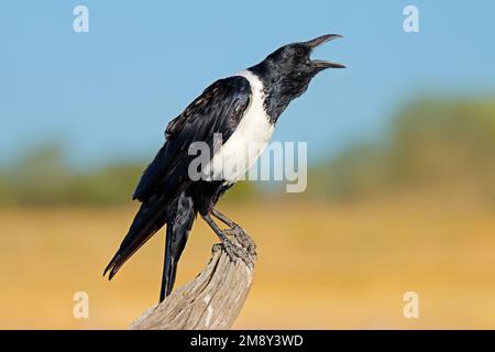 A pied crow (Corvus albus) perched on a branch, Etosha National Park, Namibia Stock Photo