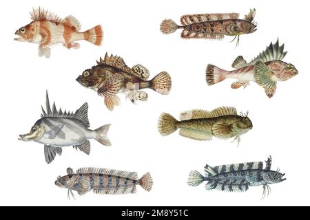 Vector fish sea creature vintage hand drawn clipart set Stock Vector