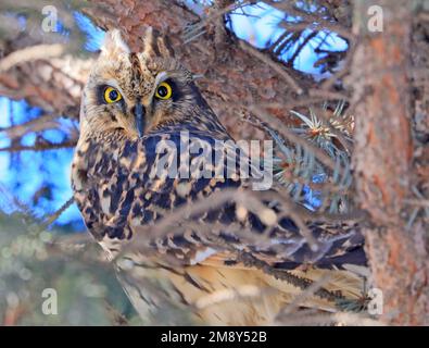 Short eared owl perched on a pine tree into the forest Stock Photo