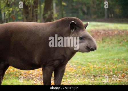 A South American tapir standing and looking around inside a zoo Stock Photo