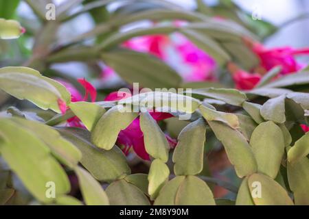 The Beauty of Christmas Cactus Leaves in a Red flower Background Stock Photo