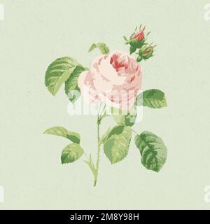 Vectorized cabbage rose flower on a greenbackground Stock Vector