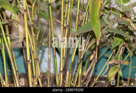 The Young Shoots of Mosso Bamboo: A Close-Up View Stock Photo