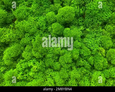 Close-up surface of the wall covered with green moss. Modern eco friendly decor made of colored stabilized moss. Natural background for design and tex Stock Photo