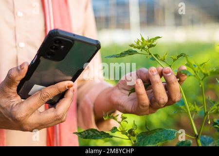focus on hand, close up shot of farmer hands checking growth of plants from mobile phone at green house - concept of technology, application and Stock Photo
