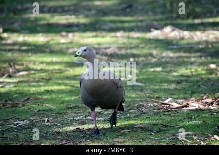 the cape Barren Goose is a grey bird with a yellow and black beak a white patch on its forehead and pink legs Stock Photo