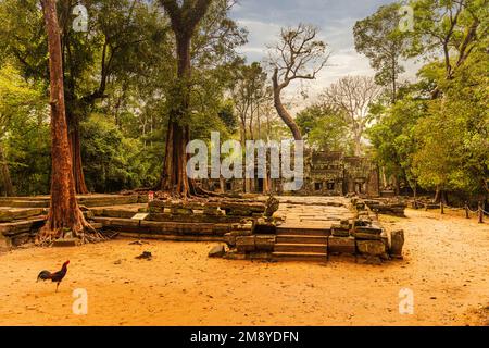 Ta Prohm temple of Angkor Wat complex - Seam Reap, Cambodia. Stock Photo