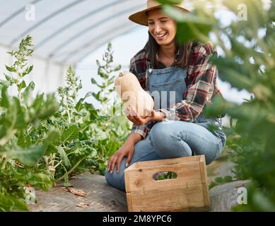 Look at how big this has grown. a young woman holding a butternut while working on a farm. Stock Photo