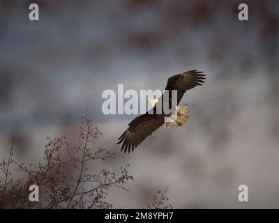 American bald eagle, Haliaeetus leucocephalus, single bird in flight, British Columbia, Canada, December 2022 Stock Photo