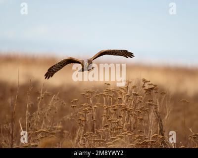 Northern harrier, Circus. hudsonius, single female in flight, British Columbia, Canada, December 2022 Stock Photo