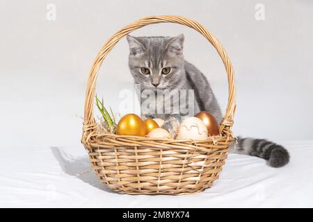 A charming little kitten is sitting next to a basket with colorful Easter eggs on a white background. Easter painted eggs. Egg hunting. Happy Easter Stock Photo