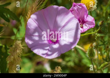 Convolvulus althaeoides, Mallow leaved bindweed Plant in Flower Stock Photo