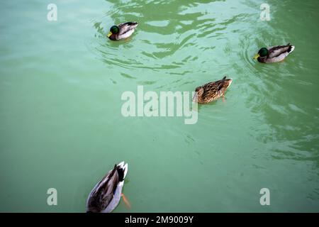 Ducks in one of the lakes located in the Retiro Park in Madrid, Spain. Stock Photo