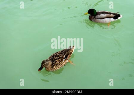 Ducks in one of the lakes located in the Retiro Park in Madrid, Spain. Stock Photo