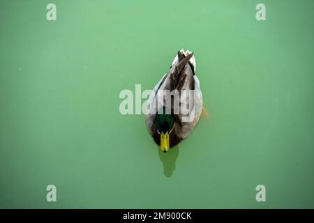 Ducks in one of the lakes located in the Retiro Park in Madrid, Spain. Stock Photo