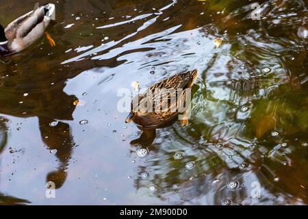 Ducks in one of the lakes located in the Retiro Park in Madrid, Spain. Stock Photo