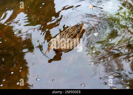 Ducks in one of the lakes located in the Retiro Park in Madrid, Spain. Stock Photo