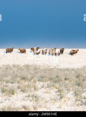 Flock of sheep in snow with blue sky and copy space - Scotland, UK Stock Photo