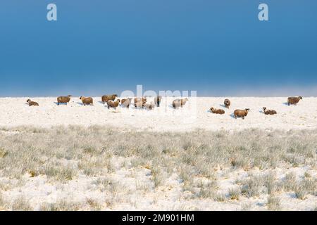 Flock of sheep in snow with blue sky and copy space - Scotland, UK Stock Photo