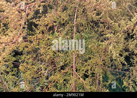 Golden color ripe Artemisia annua (sweet wormwood) grass growing in autumn Stock Photo