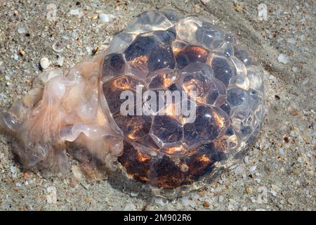 Washed up crystal clear jellyfish, stinger, with red brown core on the sand on the beach in Western Australia Stock Photo