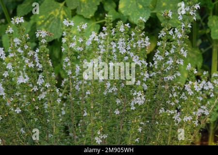 Dracocephalum grown in a rustic farm garden. White flowers in farming and harvesting. Alpine meadows. Stock Photo
