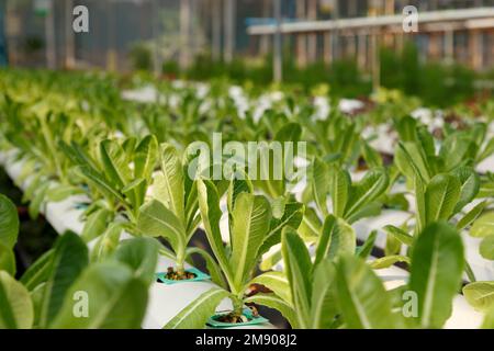 fresh young organic green cos lettuce plant growing on the water without soil in hydroponic system at vegetable salad farm. agriculture technology and Stock Photo