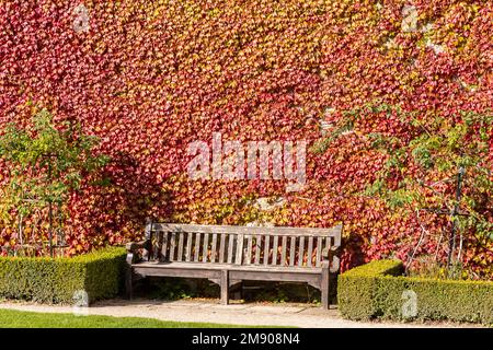 Wooden bench and ivy covered wall in autumn Stock Photo