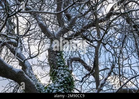 Snow covered tree in winter. Stock Photo