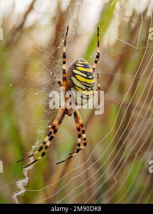 A female wasp spider (Argiope bruennichi) on the web showing the stabilimentum, photographed in unmanaged grassland in Wiltshire, England. Stock Photo