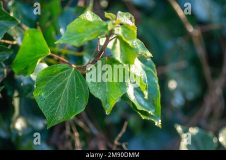 Leaves of wild ivy, on the wall of the Petrovaradin fortress, covered with morning dew. Stock Photo