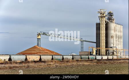 Milo 'Sorghum vulgare' grain crop stored at elevators,  belt conveyor, hopper cars waiting to transport, Kansas. Stock Photo