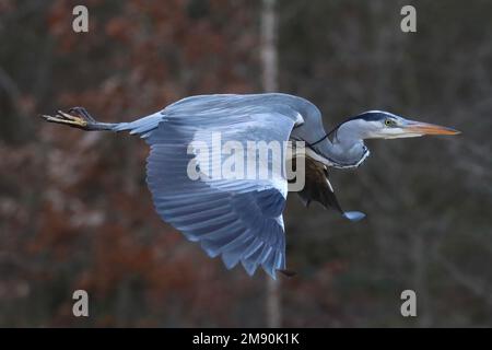 Grey Heron Bird in flight Stock Photo