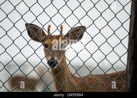 A closeup shot of the cute deer with doe eyes looking at the camera behind the cage bars Stock Photo