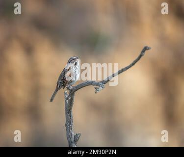 A Song Sparrow (Melospiza melodia) perches on a branch at the Bolsa Chica Ecological Reserve in Huntington Beach, CA. Stock Photo