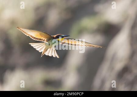 European Bee-eater (Merops apiaster) in flight, Bratsigovo, Bulgaria Stock Photo