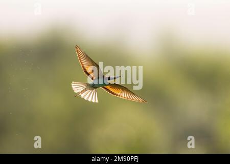 European Bee-eater (Merops apiaster) in flight, Bratsigovo, Bulgaria Stock Photo
