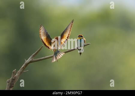 European Bee-eater (Merops apiaster) pair perched near breeding colony, Bratsigovo, Bulgaria Stock Photo