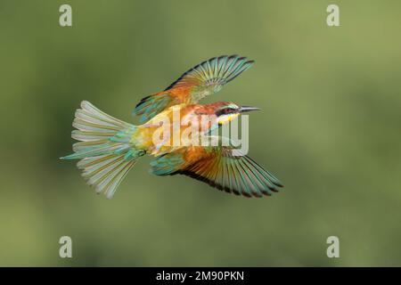 European Bee-eater (Merops apiaster) in flight, Bratsigovo, Bulgaria Stock Photo