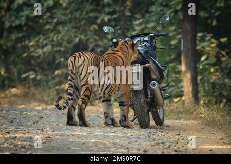 It smells strange. India: THESE INCREDIBLE images show how curious tigers can delay bikers from getting home while examining their motorbikes. One ima Stock Photo
