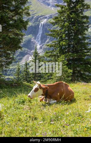 Switherland - The Holdrifall waterfall in Hineres Lauterbrunnental valley and the cow. Stock Photo