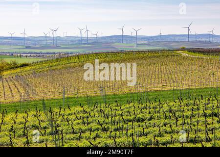 Countless wind turbines of an onshore wind farm coexist next to fields and vineyards in Rhineland-Palatinate Stock Photo