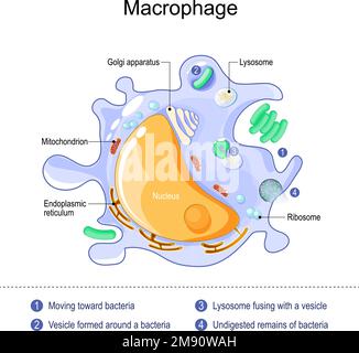macrophage anatomy. structure of immune cell. Process phagocytosis of a bacterium with formation of phagosome and phagolysosome. white blood cell Stock Vector