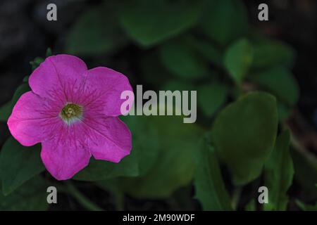 Pink mexican petunia in the garden. Beautiful blooming flower.Green leaves. Stock Photo